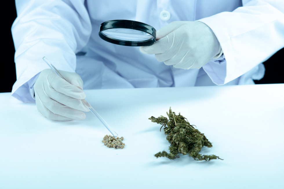 laboratorio-cbd-2